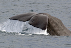 Sperm Whale, Physeter macrocephalus 101389.jpg